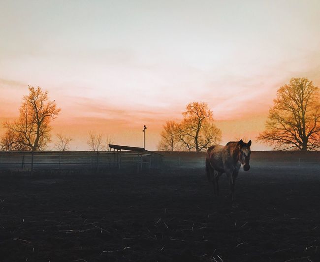 Horse on landscape against sky during sunset