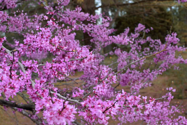 50 Seasons Garden Pictures Hd Download Authentic Images On Eyeem