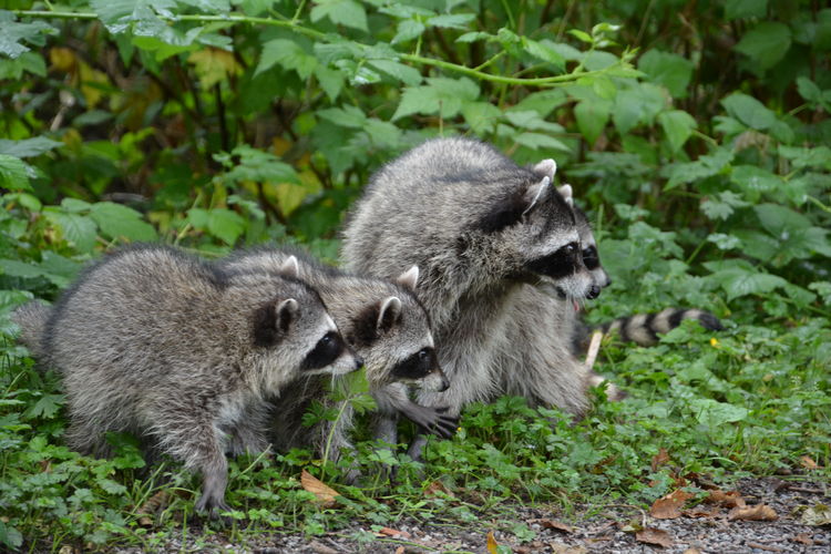 Close-up of raccoons