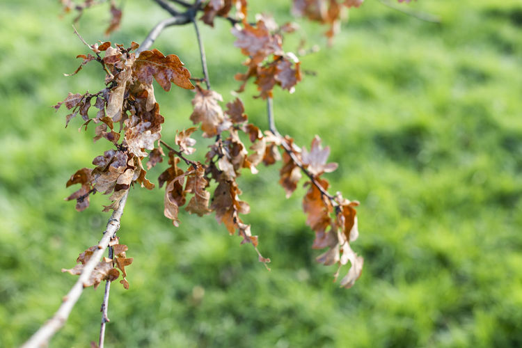 Close-up of wilted plant on field