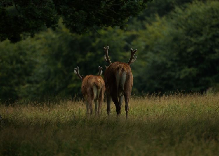 Red deer walking on grassy field