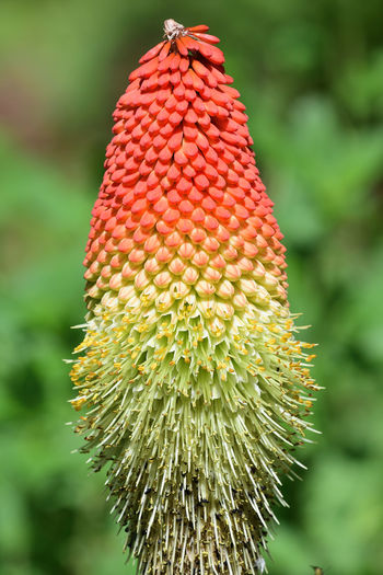 Close up of a giant red hot poker flower