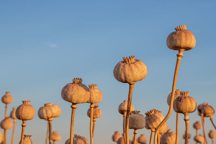 Close-up of mushrooms growing on land against clear sky