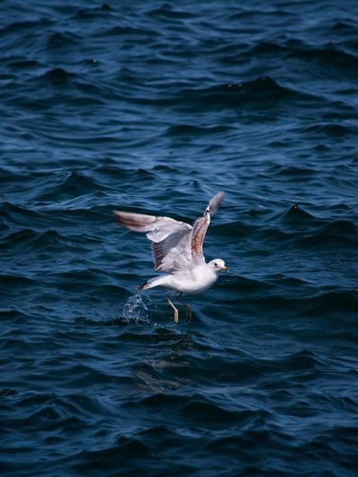 Seagull splashing in water