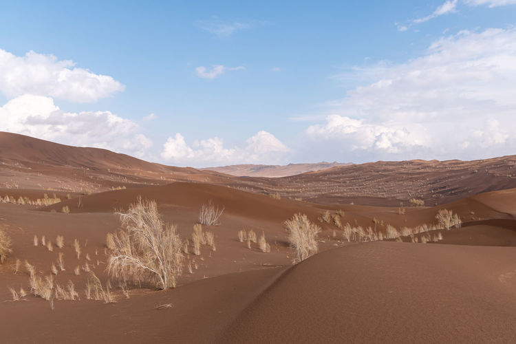 View from nature and landscapes of dasht e lut or sahara desert with rotten tamarisk tree . 