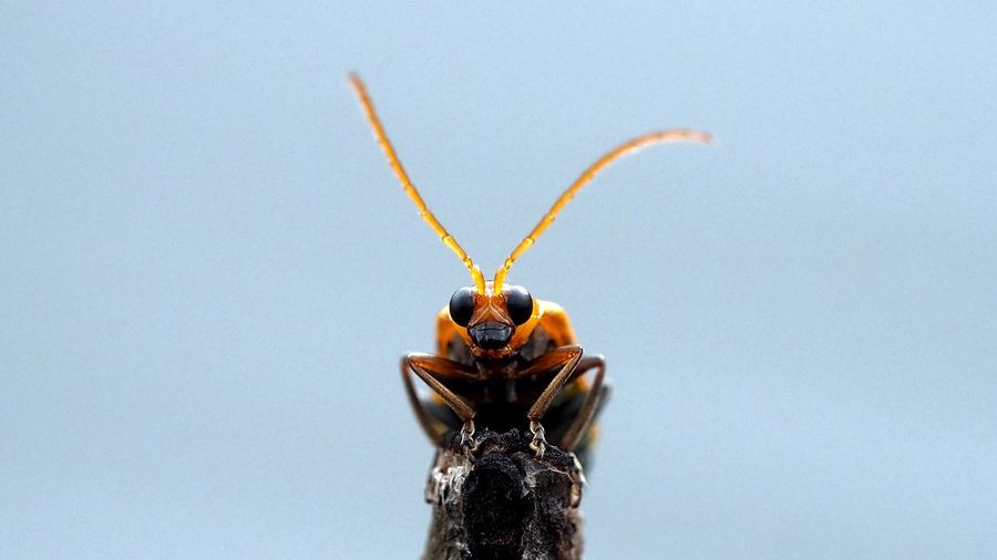 Close-up of insect on dried plant against clear sky