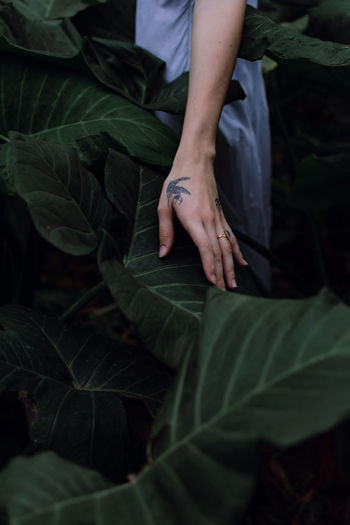 Midsection of woman touching leaves