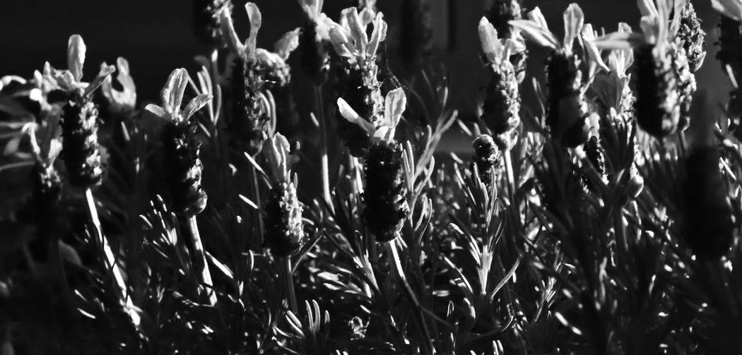 Close-up of plants