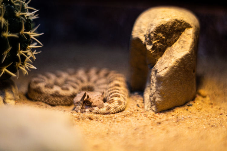 Cat resting on rock