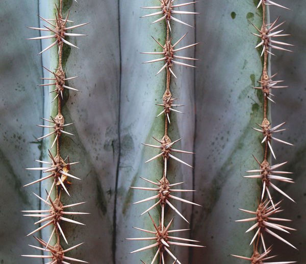 Close-up of cactus plant against wall
