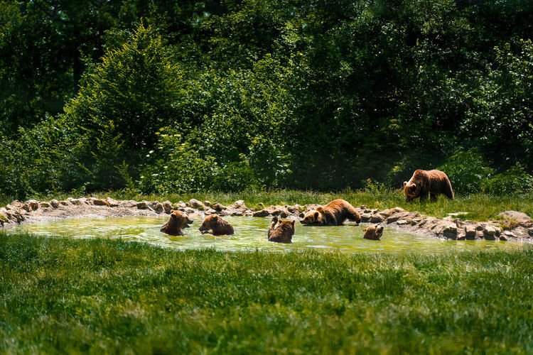 Flock of horses on grassy field