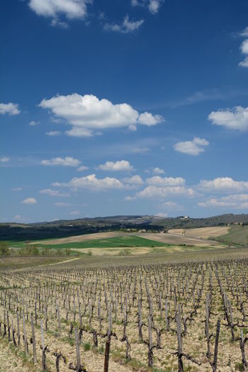 Vineyards in tuscany countryside. near monteriggioni. toscana. italy