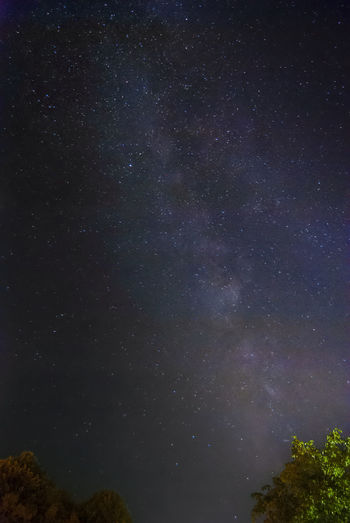 Low angle view of trees against star field at night