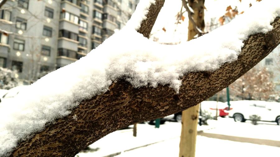 Close-up of snow covered tree