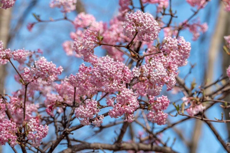 Close-up of pink cherry blossom