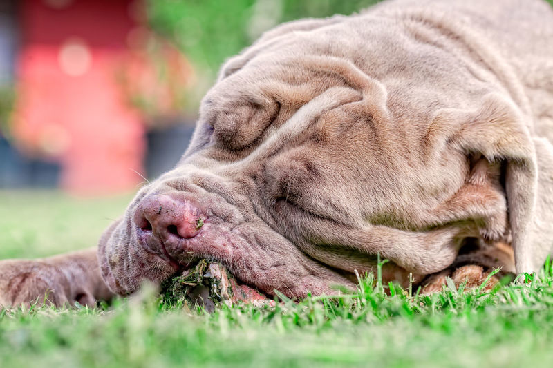 Close-up of dog sleeping on grass