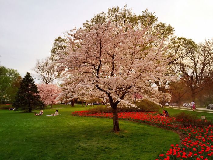 Trees growing in park