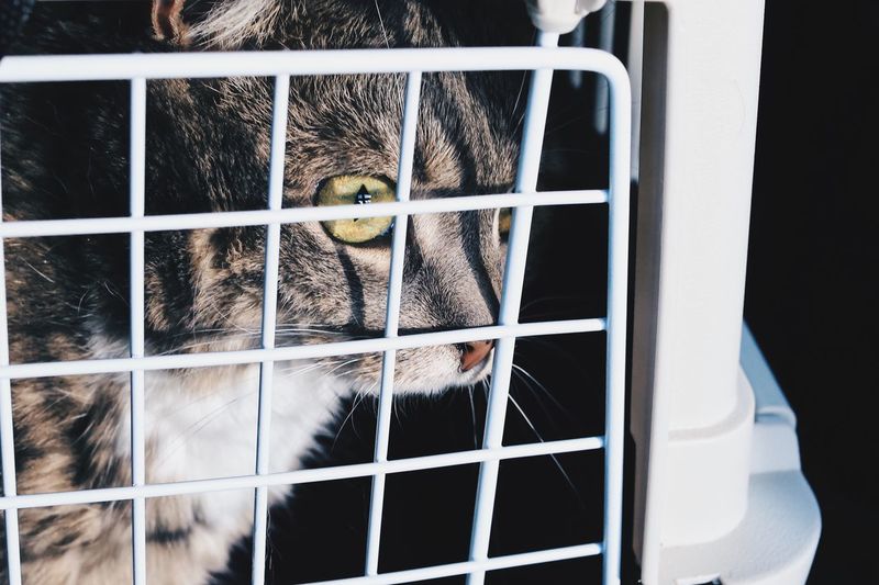 Close-up of cat in cage
