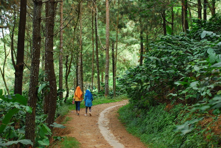 Pangonan pine forest at gunungsari village, tlogowungu district, pati, indonesia