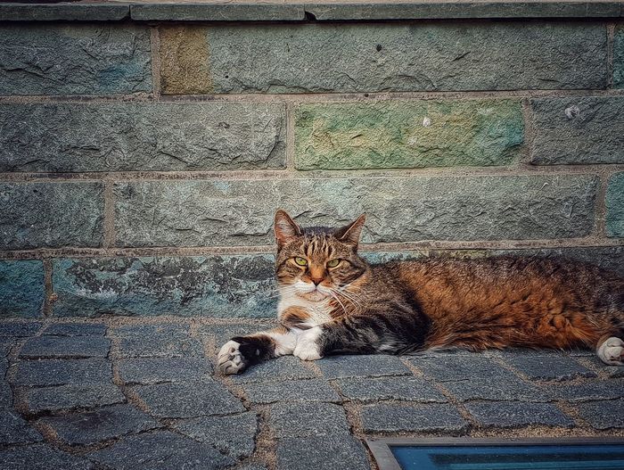 Portrait of cat relaxing against wall