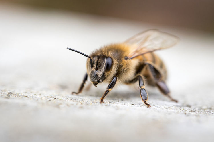 Close-up of bee