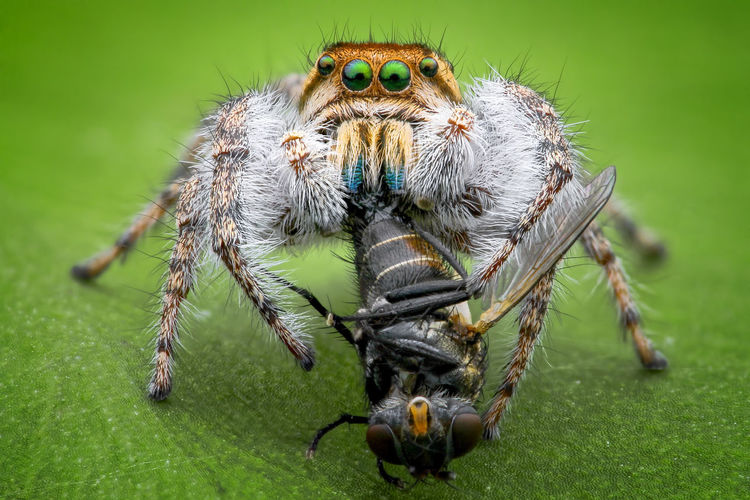 Jumping spider eating fly