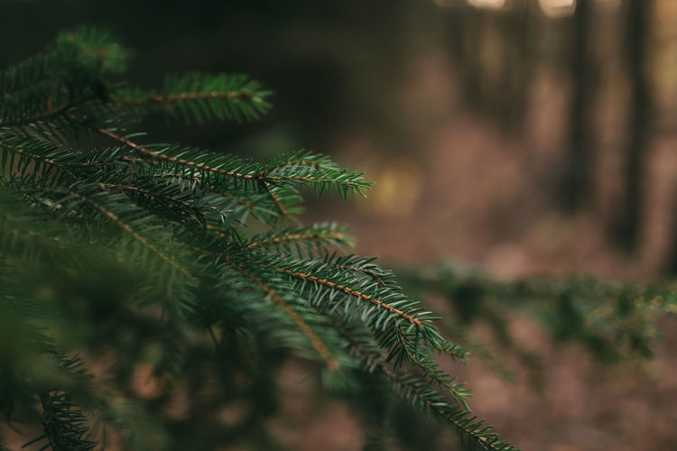 Christmas tree branches, close up of pine needles. high quality photo