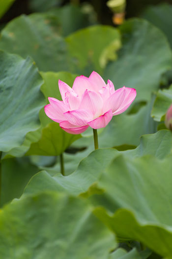 High angle view of pink lotus water lily growing in pond