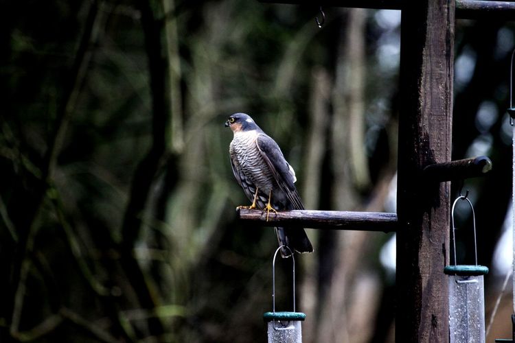 Close-up of bird perching on metal railing