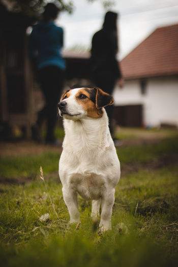  jack russell terrier with calm and affectionate expression stands in middle of road on a farm  