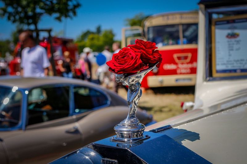 Close-up of red roses on the spirit of ecstasy
