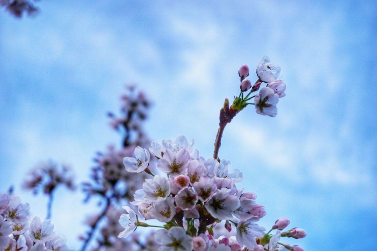 Low angle view of flowers growing on tree against sky