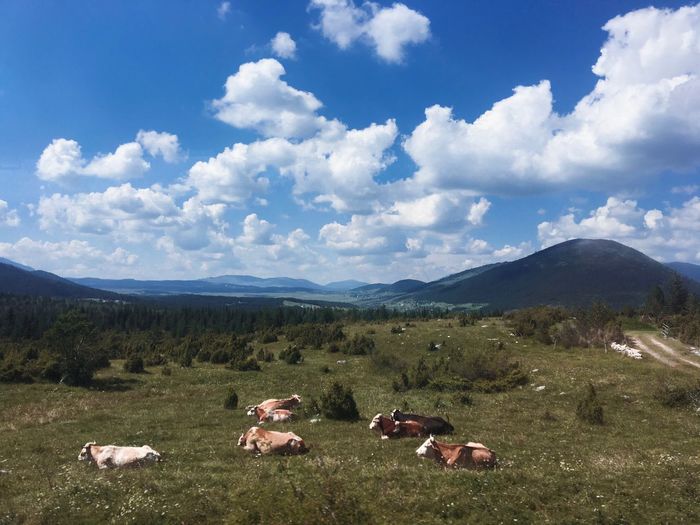 Panoramic view of people relaxing on field against sky