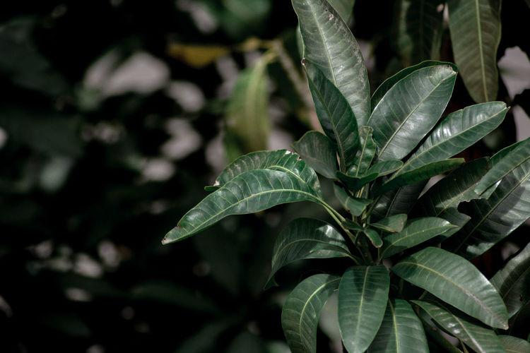 Selective focused portrait of leaves of a mango tree
