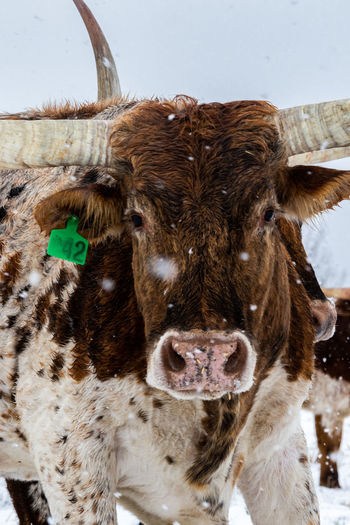 Close-up of a long horn