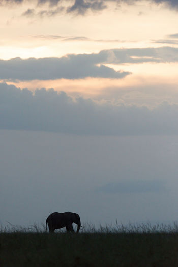 African bush elephant crosses horizon at dusk