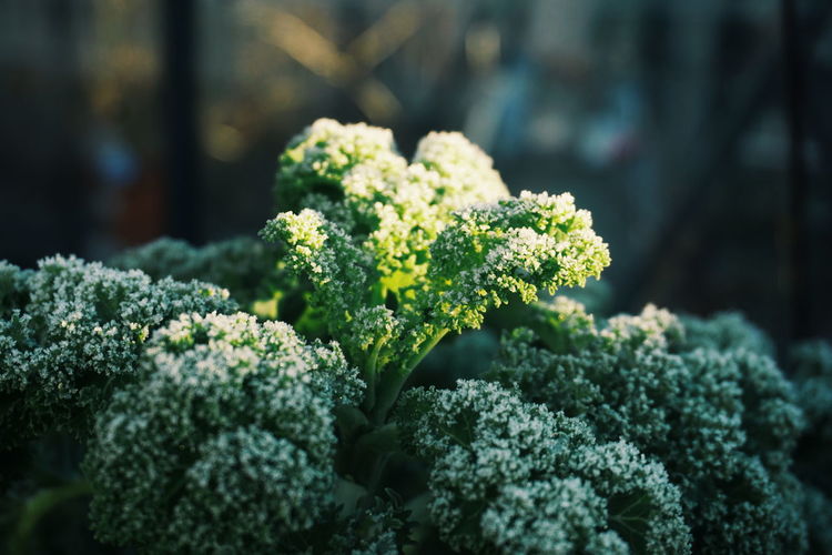Close-up of broccoli
