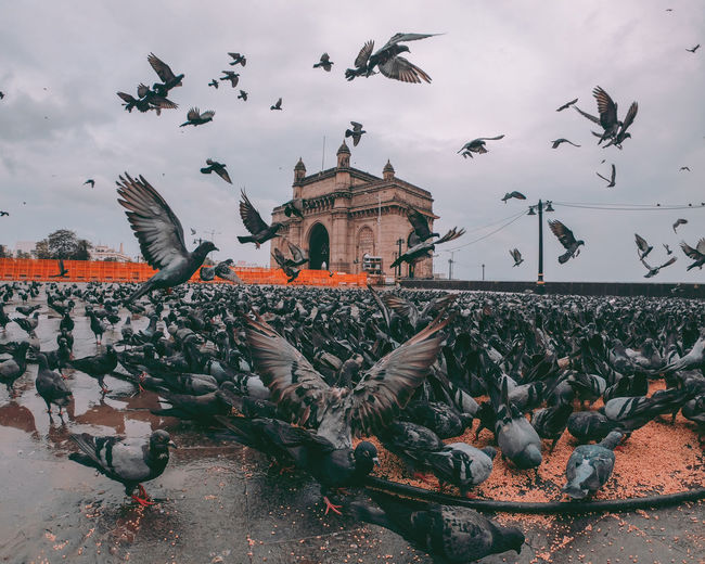 Low angle view of pigeons flying in building