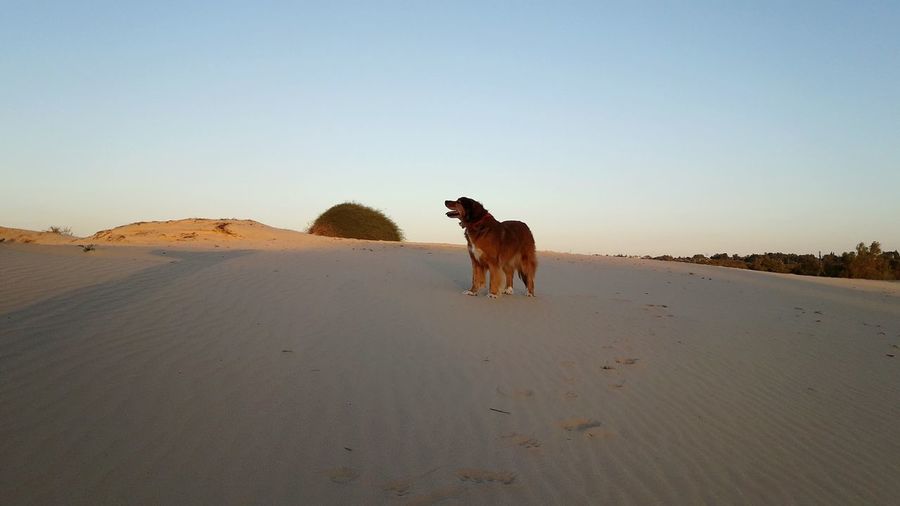 Dog standing on sand in desert against clear sky