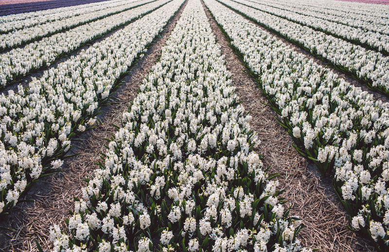 Full frame shot of hyacinth flowers field from above