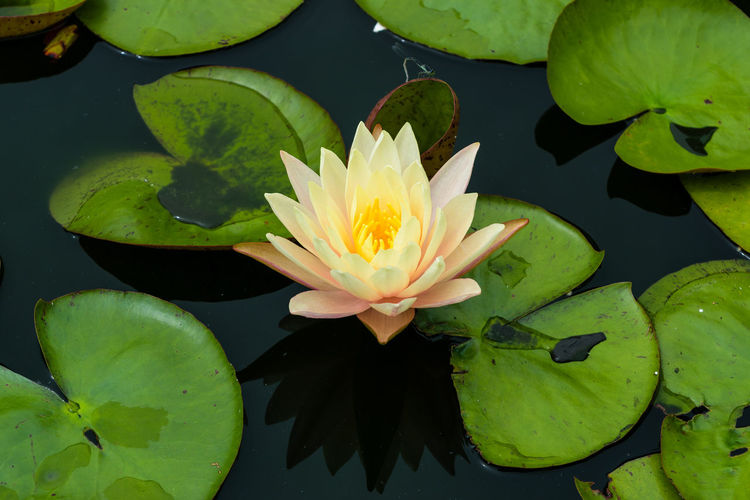 Lotus floating on water lily