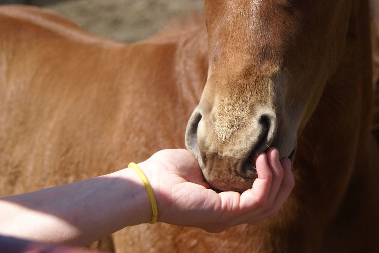 Close-up of a hand feeding a horse
