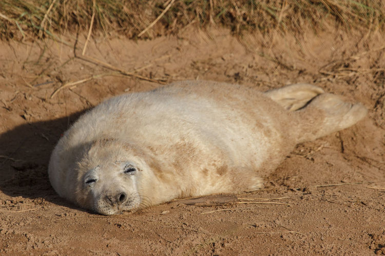 Close-up of seal lying on sand