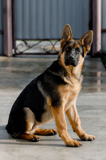 German shepherd sits sideways, turning his head, and looks into the camera, waiting for the command.