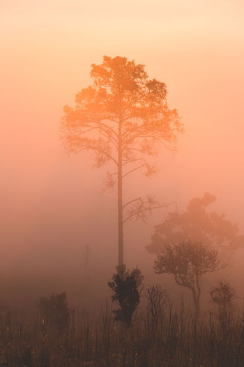 Silhouette trees on landscape in foggy weather during sunset