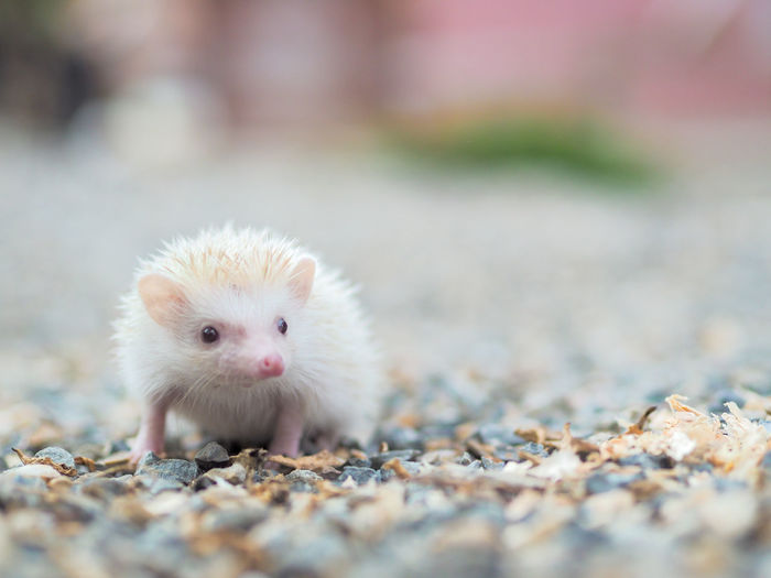 Close-up portrait of a hedgehog