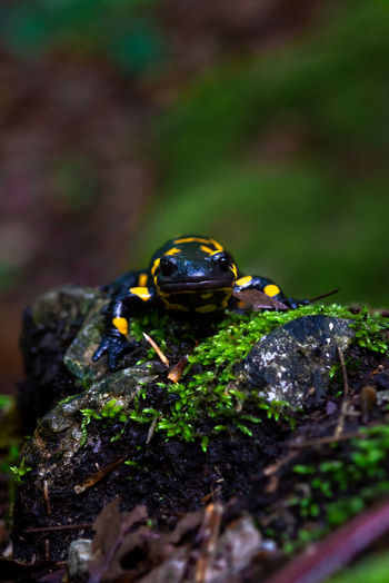Close-up of salamander.