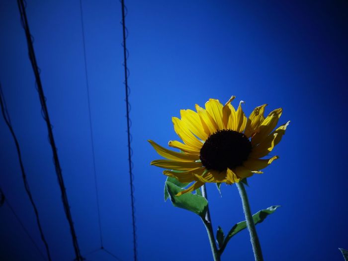 Close-up of sunflower against blue sky