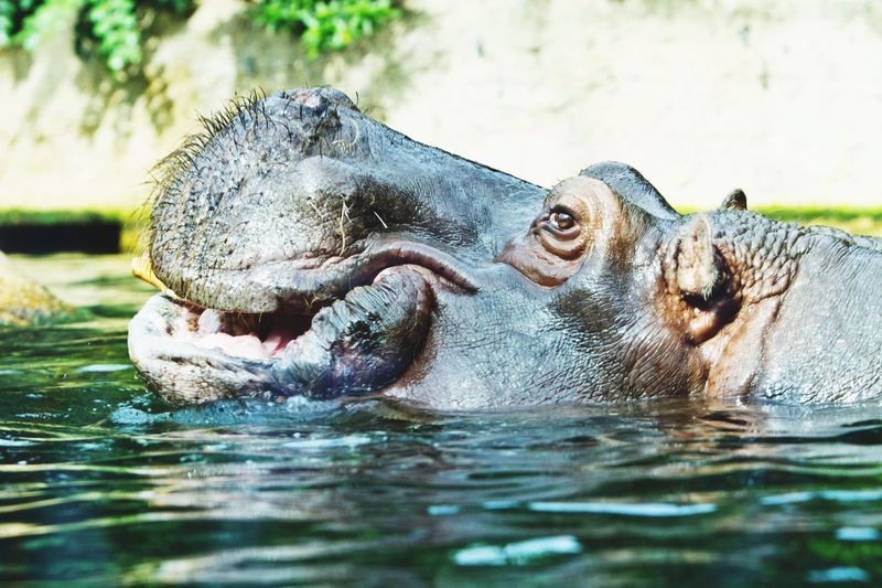 Close-up of hippopotamus in water