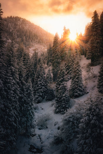 Pine trees on snow covered land during sunset
